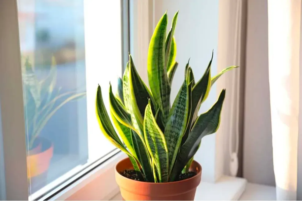 Cách hóa giải hướng nhà xấu Tuyệt Mệnh-Cách hóa giải hướng nhà xấu Tuyệt Mệnh