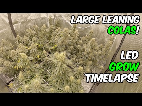 high thc cali weed price