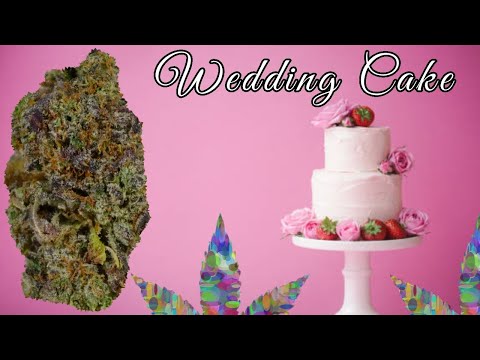 is stardawg indica or sativa