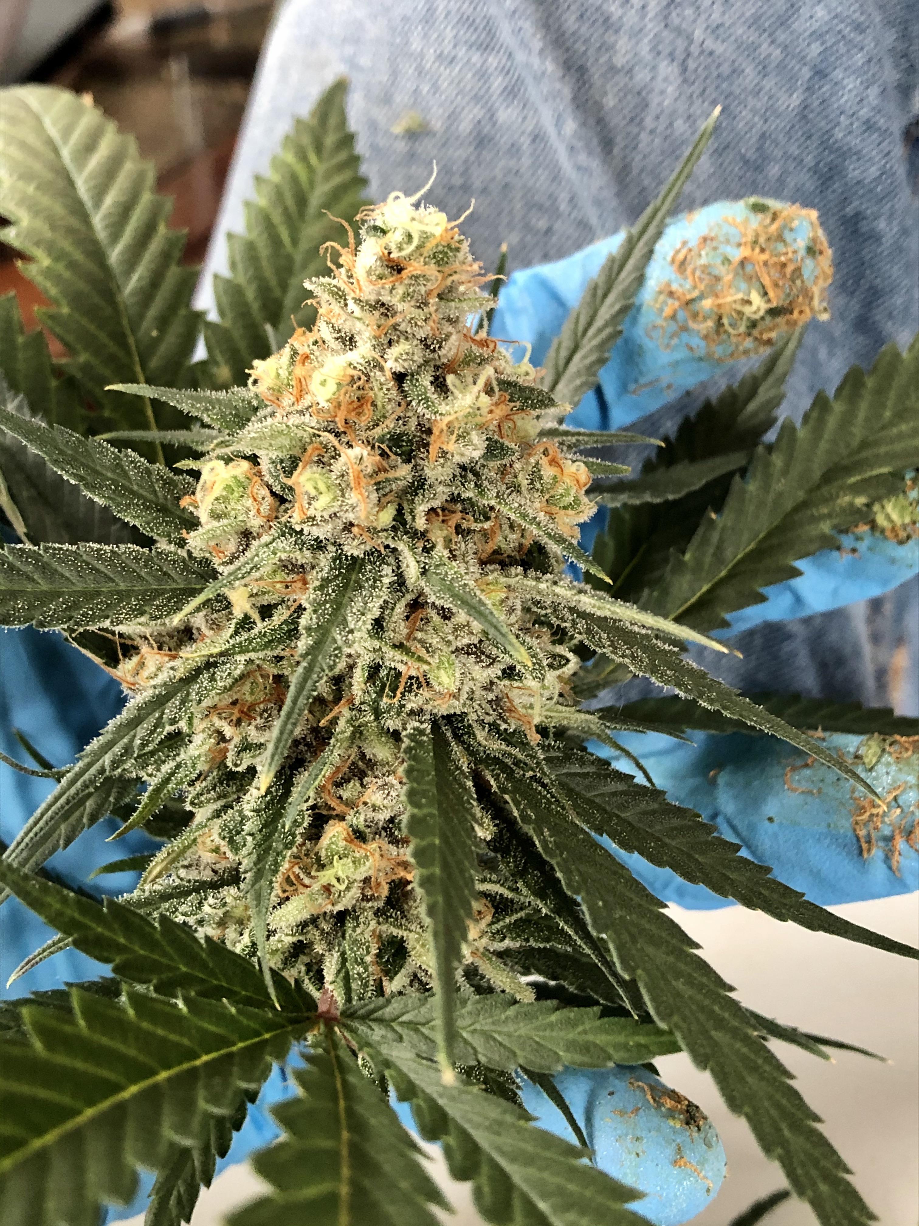 hub420 vape with thc online