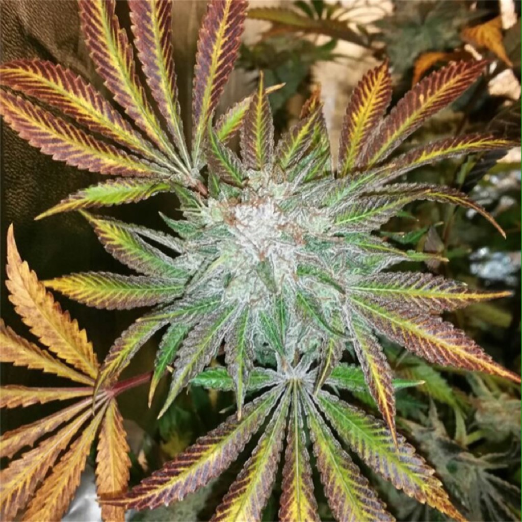 hub420 weed pen price uk