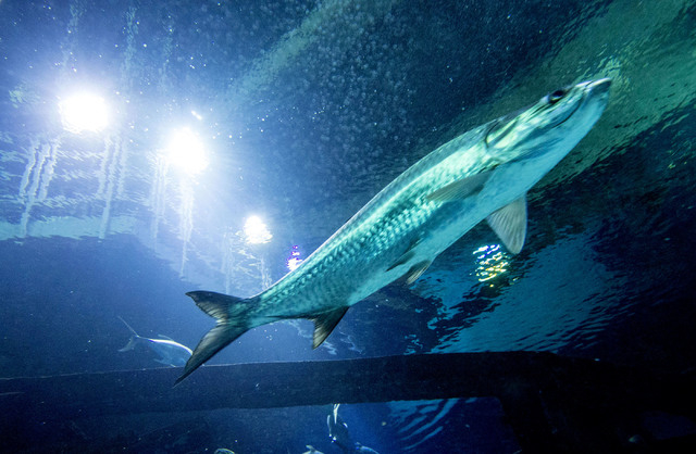 no deposit casino bonus codes