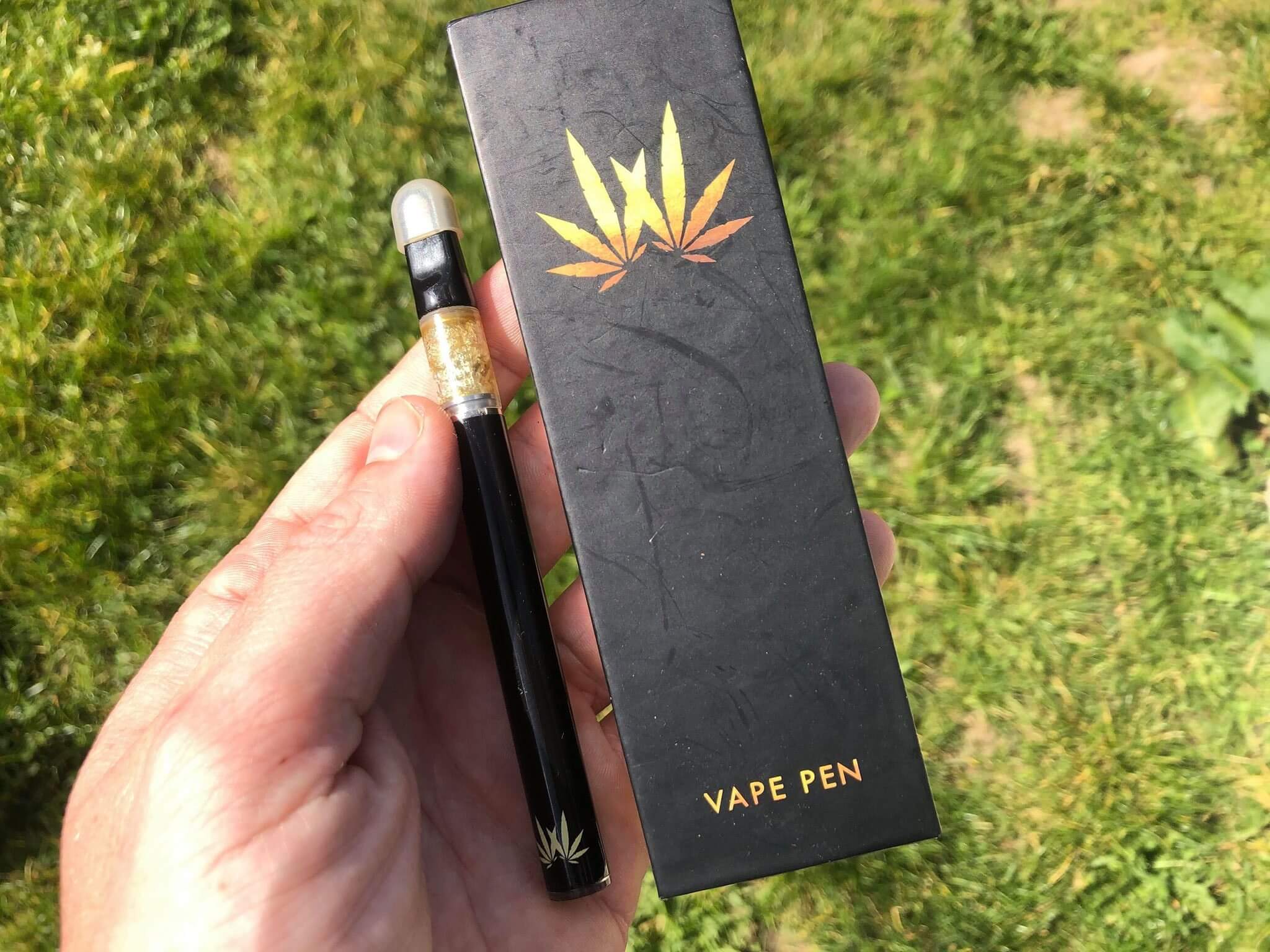 california dream strain